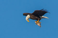 Bald Eagle checks its catch.