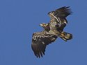 Juvenile bald eagle, Mississippi River, February 2007.