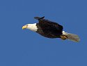 Bald eagle, Mississippi River, February 2007.