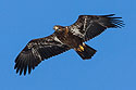 Juvenile bald eagle, Mississippi River, February 2007.