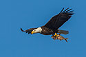 Bald Eagle roosting above the Mississippi