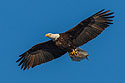 Bald eagle lugs a fish, Mississippi River, February 2007.