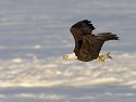 Bald eagle with a fish over the frozen Mississippi River.