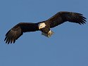 Bald eagle looks for fish, Mississippi River.