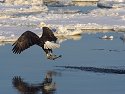 Bald eagle snags a fish, Mississippi River.