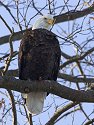 Bald eagle, Mississippi River, February 2007.
