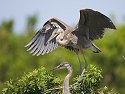 Blue heron youngster tests its wings, Venice, Florida, May 2007.
