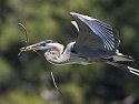 Blue heron with a branch, Venice, Florida, May 2007.