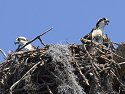 Two osprey in nest, Honeymoon Island State Park, Florida, May 2007.