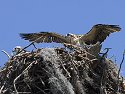 Young osprey tests its wings, Honeymoon Island State Park, Florida, May 2007.