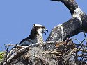 Osprey chick in nest, Honeymoon Island State Park, Florida, May 2007.