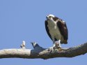 Osprey eating a fish, Honeymoon Island State Park, Florida, May 2007.