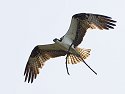 Osprey with a branch, Honeymoon Island State Park, Florida, May 2007.