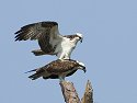 Osprey, sixth in sequence, Honeymoon Island State Park, Florida.