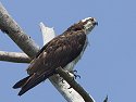 Osprey, Honeymoon Island State Park, Florida, May 2007.
