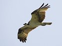 Osprey, Honeymoon Island State Park, Florida, May 2007.