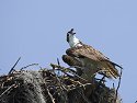 Osprey in nest, Honeymoon Island State Park, Florida, May 2007.