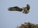 Osprey hovering over a nest, Honeymoon Island State Park, Florida, May 2007.