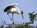 Wood stork, St. Augustine Alligator Farm, Florida, May 2007.