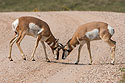 Pronghorns sparring, Custer State Park, 2007.