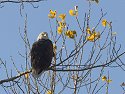 Bald Eagle, Squaw Creek NWR, 2007