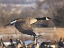 Canada goose, Arrowhead Park, Sioux Falls, SD, 2007.