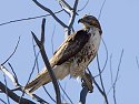 Red-tailed Hawk, Bosque del Apache NWR, New Mexico.
