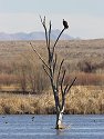 Bald Eagle roosts above the Flight Deck pond, Bosque del Apache NWR, New Mexico.
