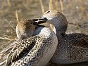 Squabbling ducks peck at each other, Bosque del Apache NWR, New Mexico.