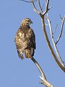 Red-tailed Hawk, Bosque del Apache NWR, New Mexico.