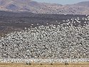Snow geese react to the sight of an eagle, Bosque del Apache NWR, New Mexico, January 2007.