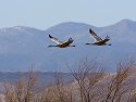 Sandhill cranes, Bosque del Apache NWR, New Mexico, January 2007.