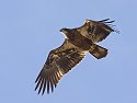 Bald Eagle (juvenile), Bosque del Apache NWR, New Mexico.