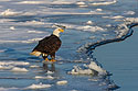 Bald eagle on the Mississippi River ice.