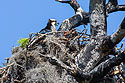 Osprey chick in nest, Honeymoon Island State Park, Florida.