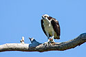 Osprey eating a fish, Honeymoon Island State Park, Florida.