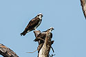 Osprey, Honeymoon Island State Park, Florida.