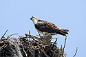 Osprey in nest, Honeymoon Island State Park, Florida.