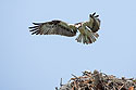 Osprey hovering over a nest, Honeymoon Island State Park, Florida.