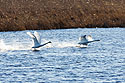 Swans taking flight, Parker River NWR, Massachusetts, 2007.