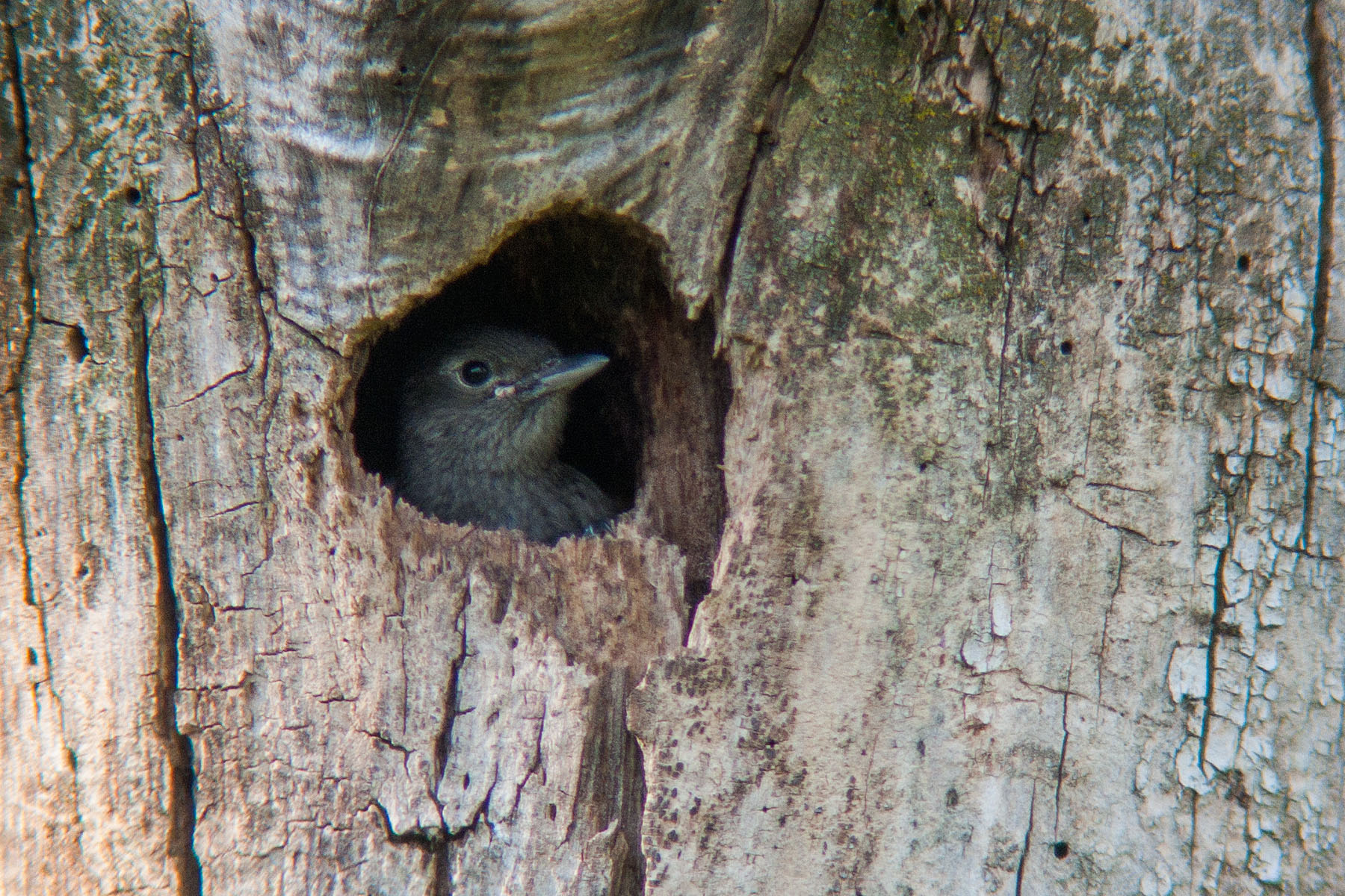 Red-headed woodpecker chick peering out of nest hole, Newton Hills State Park, SD, 2008.  Click for next photo.