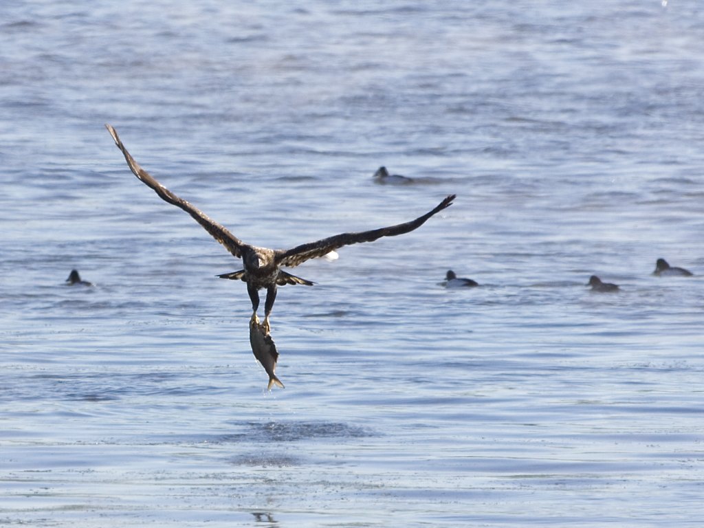 Juvenile bald eagle latches on to a big fish, Mississippi River, January 2008.  Click for next photo.