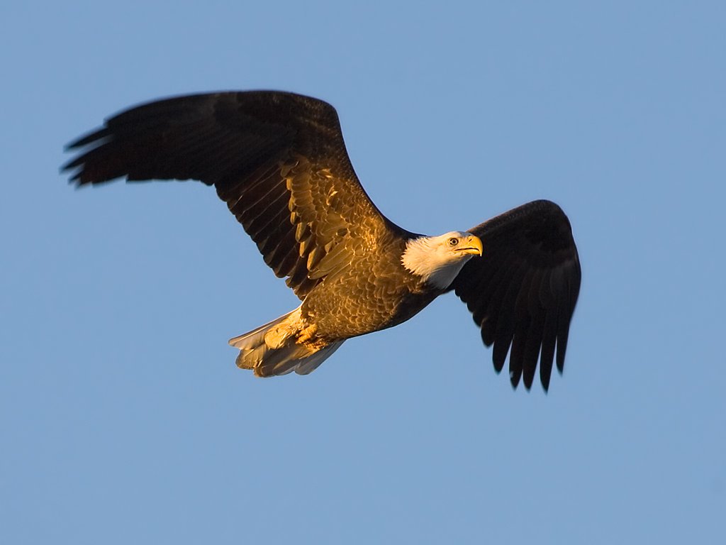 Bald eagle, Mississippi River, January 2008.  Click for next photo.