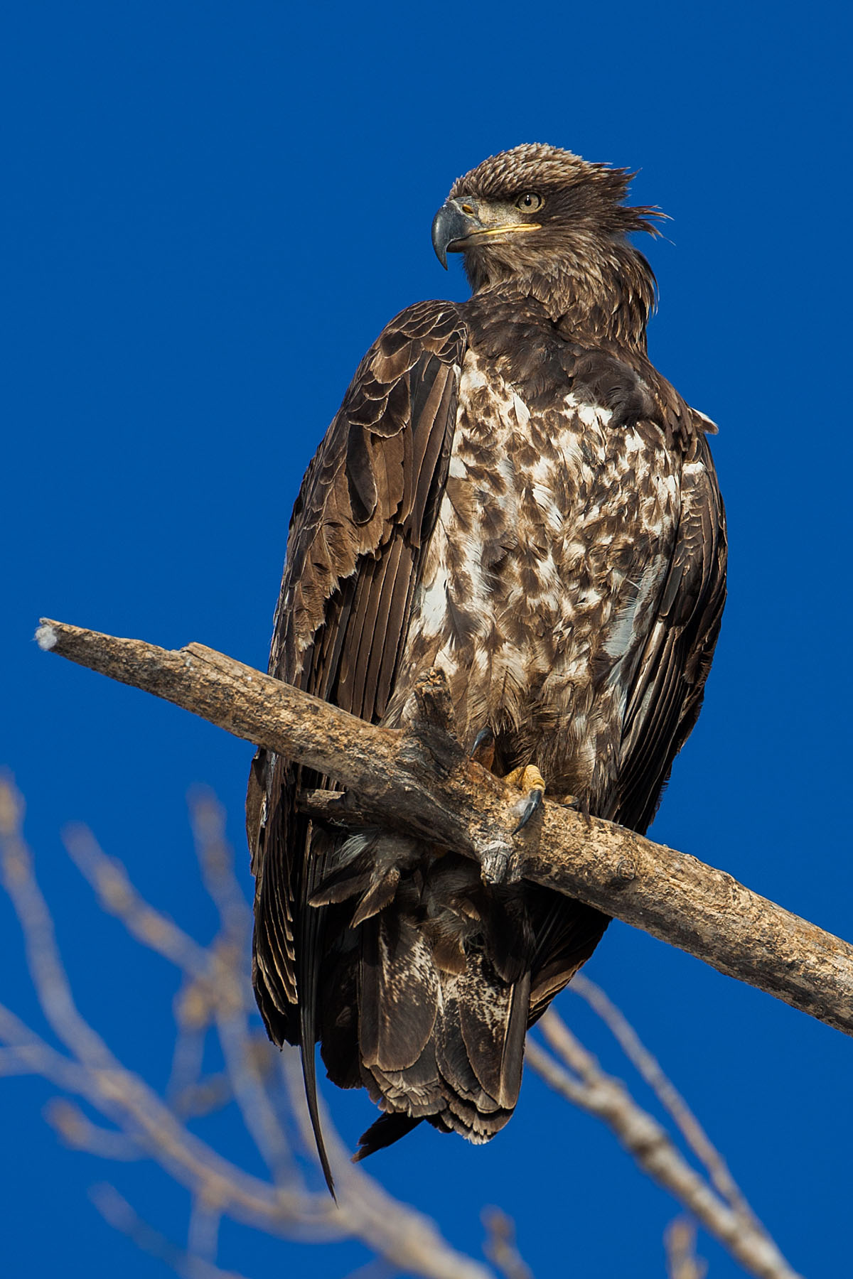 Eagles along the Missouri Photos on