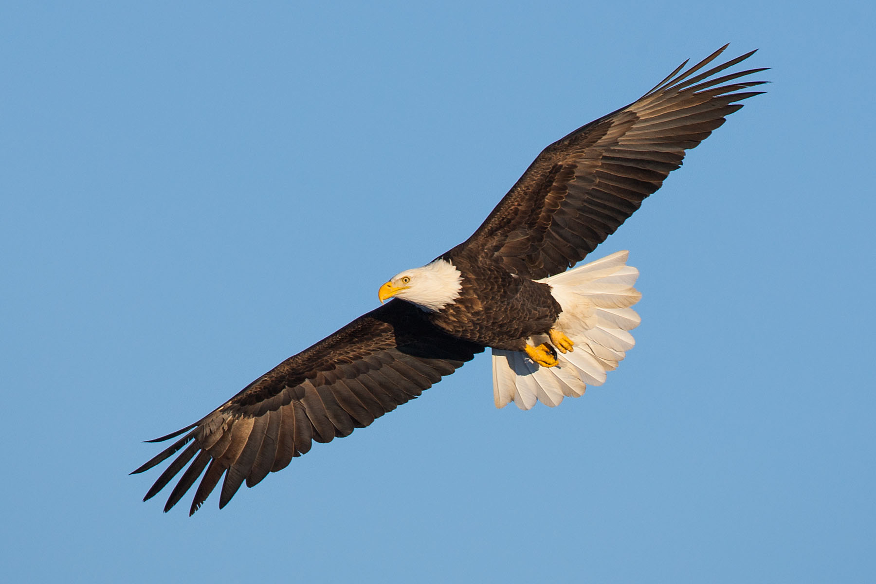 Bald eagle, Ft. Randall dam, South Dakota, February 2008.  Click for next photo.