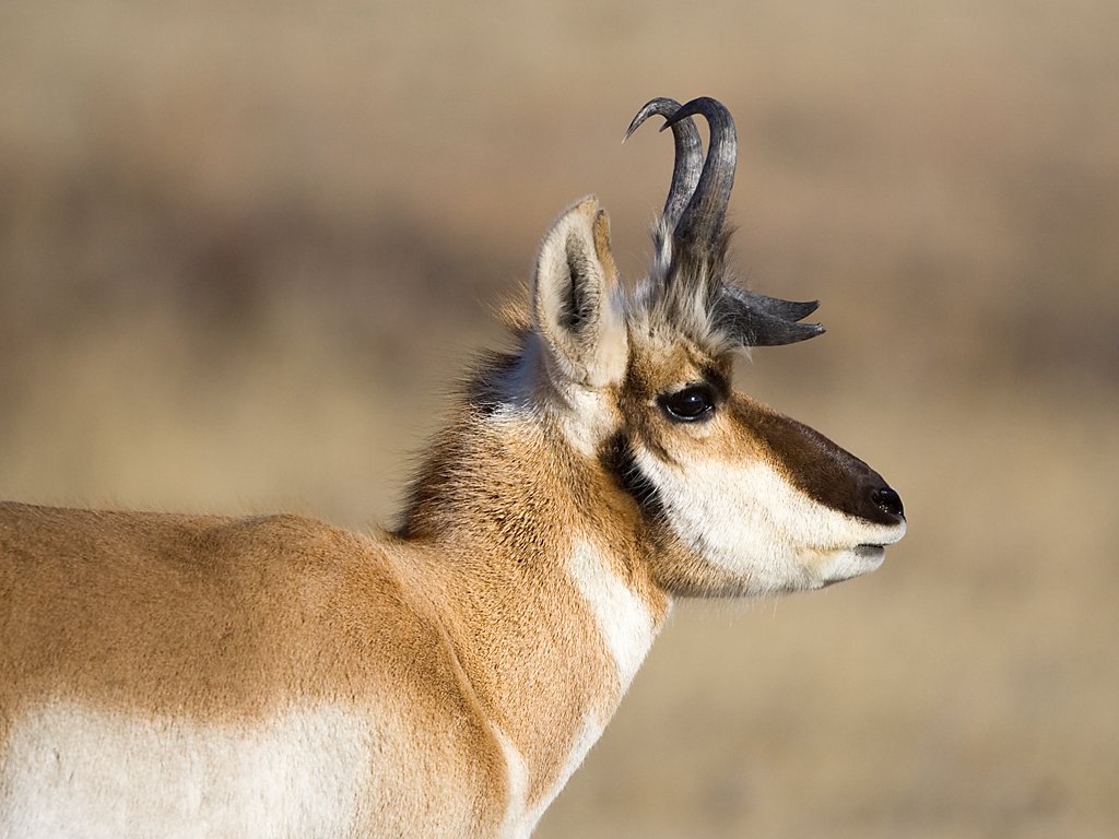 Pronghorn, Custer State Park, South Dakota, February 2008.  Click for next photo.