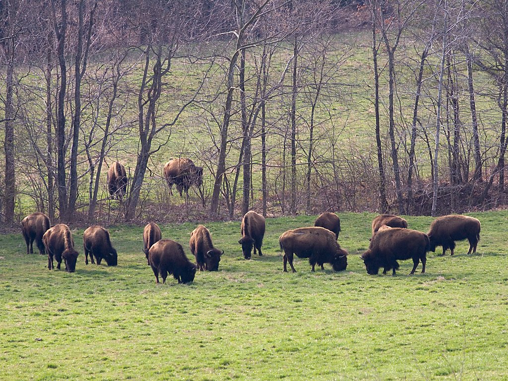 Bison, Land Between the Lakes NRA, Kentucky, March 2008.  Click for next photo.