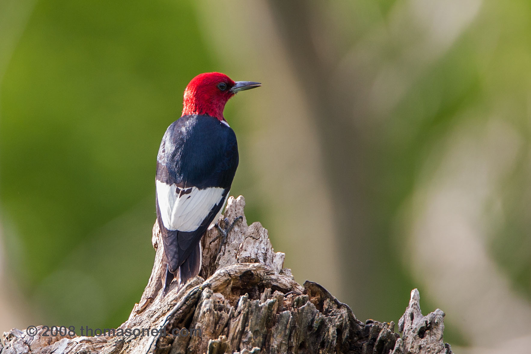 Red-headed woodpecker, Newton Hills State Park, SD, 2008.  Click for next photo.