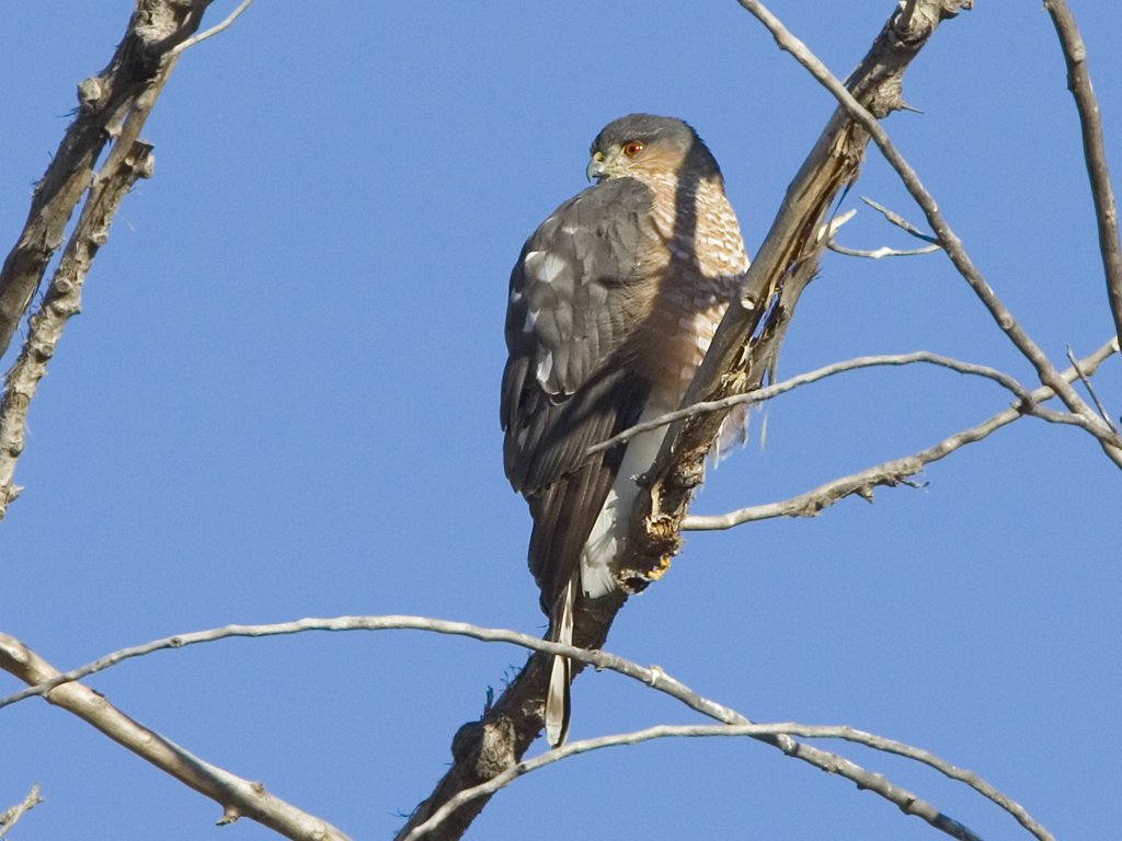 Some sort of hawk, Bosque del Apache NWR, NM, October 2008.  Click for next photo.
