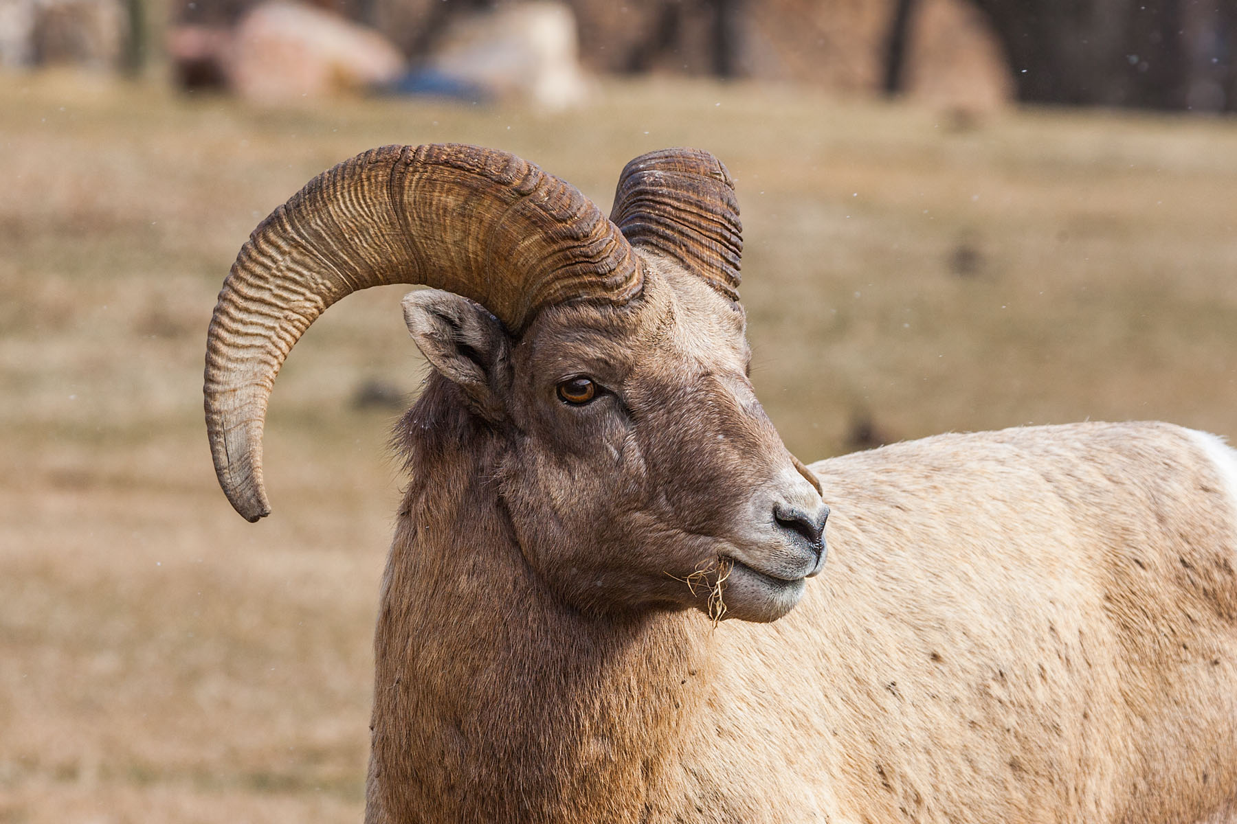 Rocky Mountain Bighorn, Custer State Park, SD.  Click for next photo.